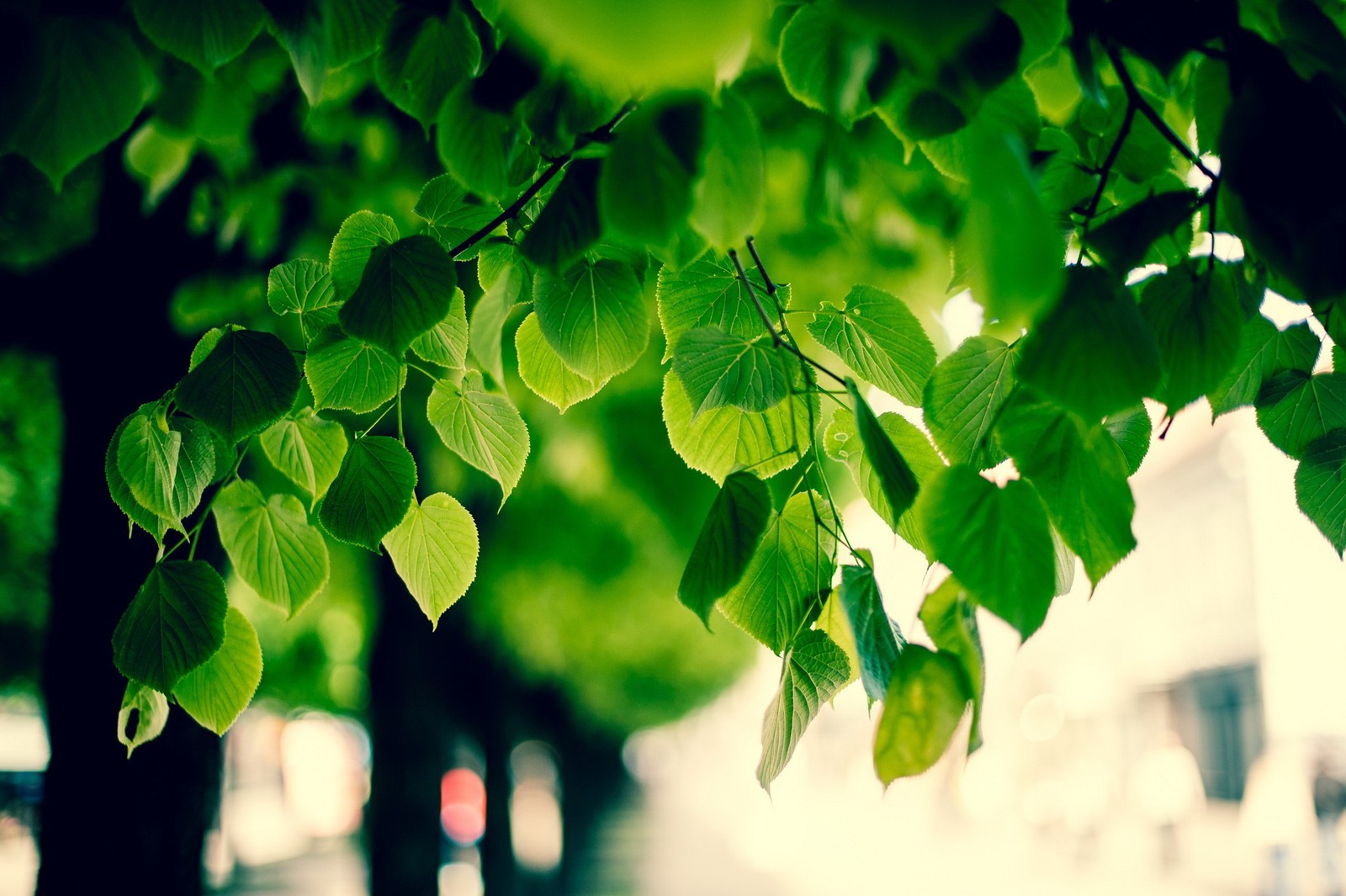 There is a green leafy tree with a red stop sign (leaf, green, tree, light, branch)