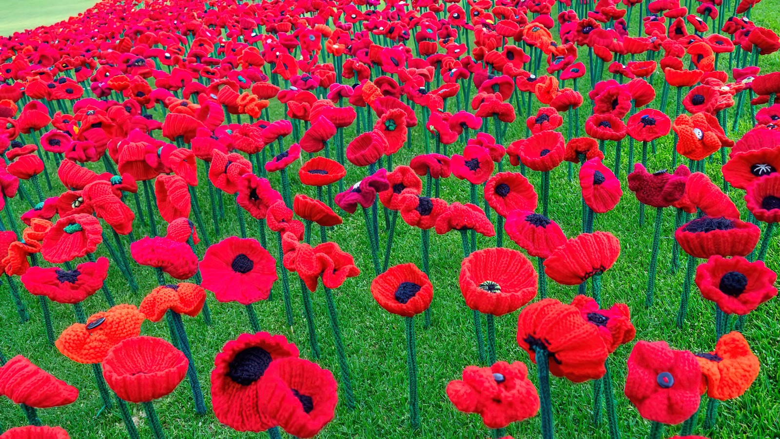 Um close em um campo de flores de lã vermelhas (papoila, vermelho, flores, campo, cenário)