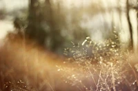 Lumière du matin sur les herbes embrassées par la rosée