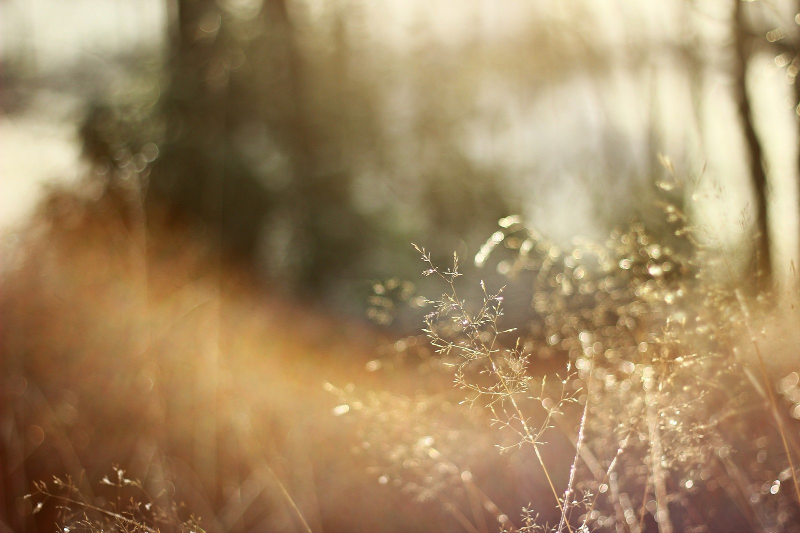 There is a blurry photo of a field with grass and trees (sunlight, nature, grass, morning, moisture)