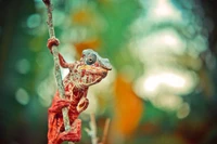 Close-Up of a Colorful Chameleon Clinging to a Branch in Its Natural Habitat