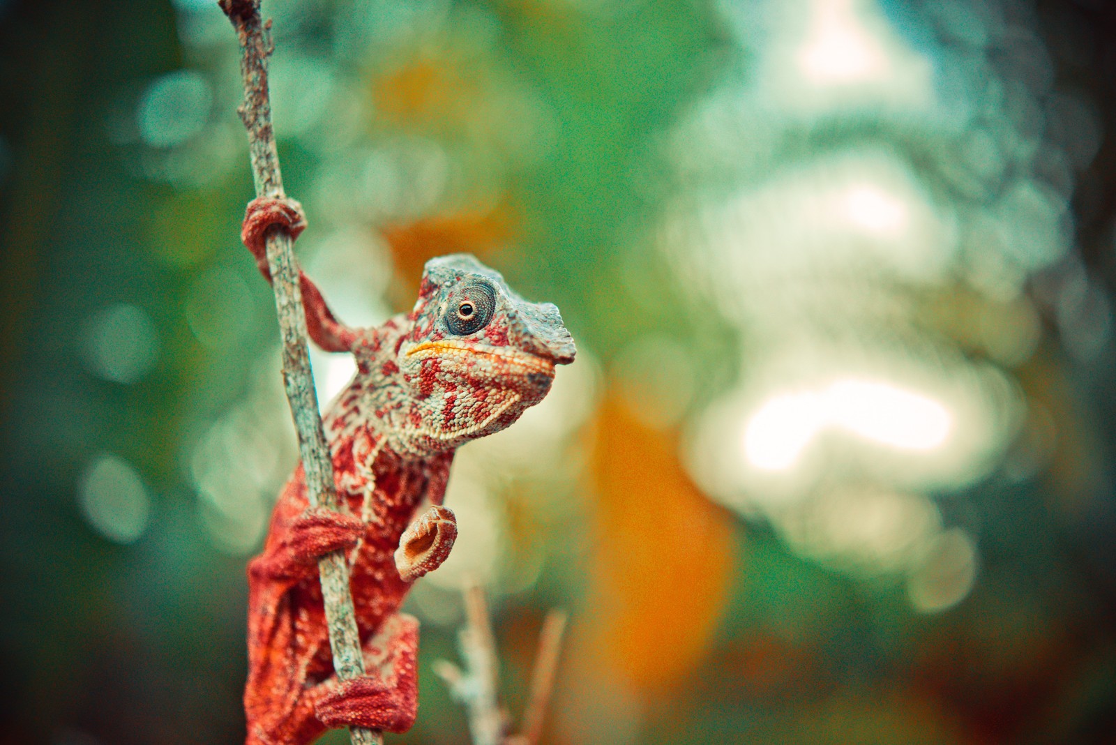 There is a small lizard that is sitting on a branch (reptile, chameleons, lizard, eye, branch)