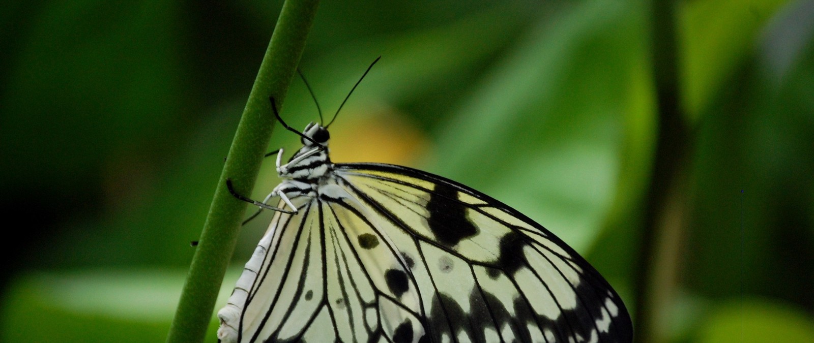 Il y a un papillon assis sur une tige de plante (insecte, papillon, papillons de nuit et papillons, invertébré, pollinisateur)