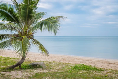 Tranquil Beach Scene with Coconut Palm and Calm Waters