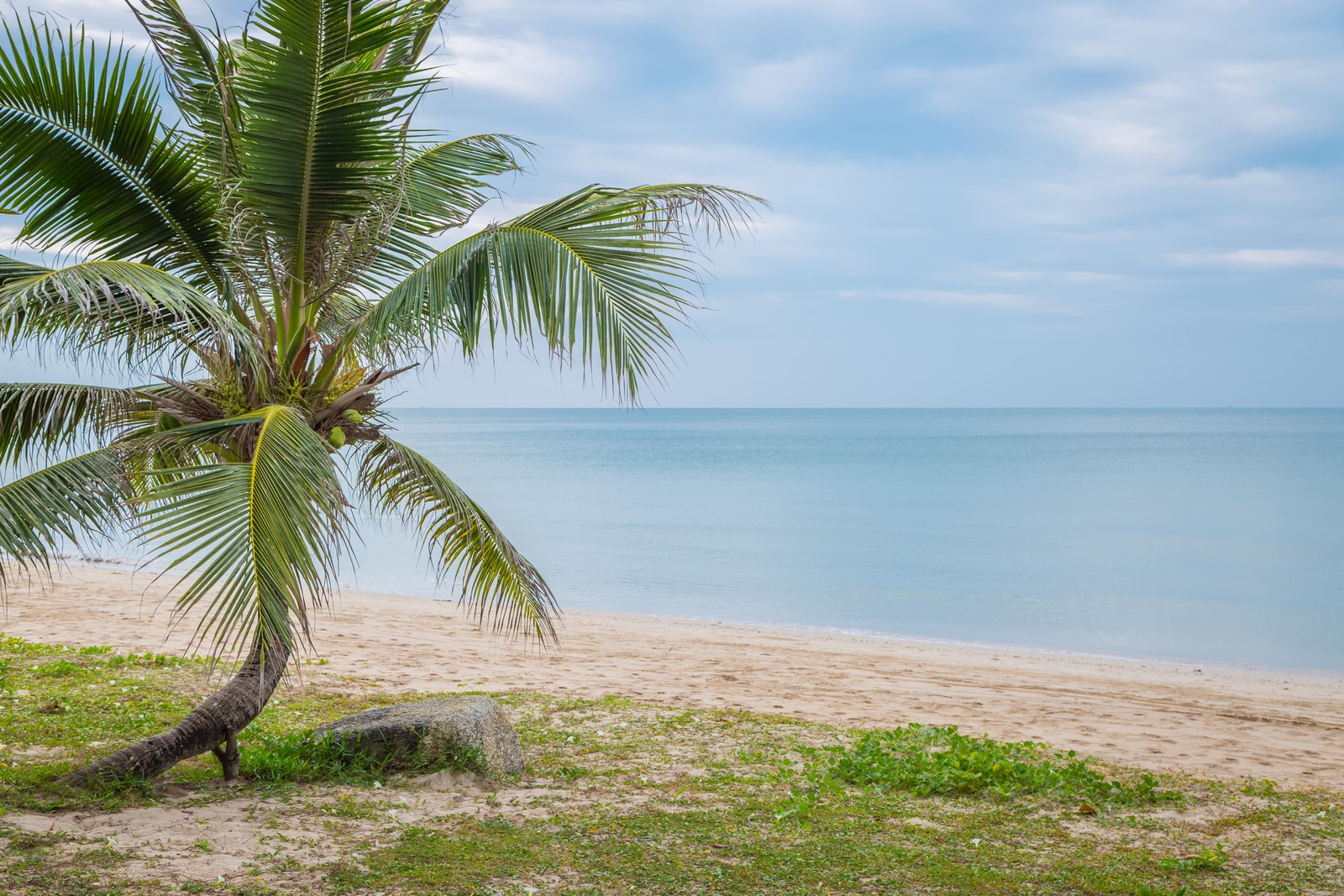 Há uma palmeira na praia perto da água (mar, praia, água, nuvem, planta)