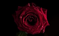 Stunning Red Rose with Dewdrops Against a Dark Background