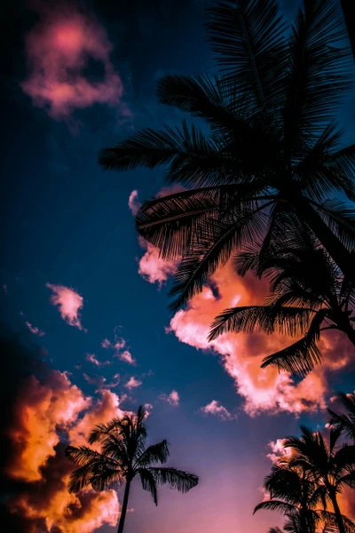 Vibrant Summer Dusk with Palm Silhouettes and Colorful Clouds