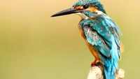 kingfisher, bird, birds, animals, animal