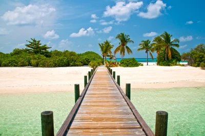 muelle, mar, trópicos, árbol, caribeño