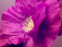 flores de hibisco, flor rosa, macro, flores, papel de parede 4k