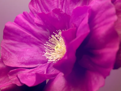 hibiscus flowers, pink flower, macro, flowers, 4k wallpaper