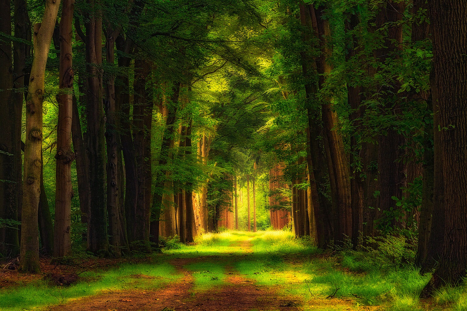 A green forest with a path through it and a tree lined path (nature, vegetation, forest, woodland, rainforest)