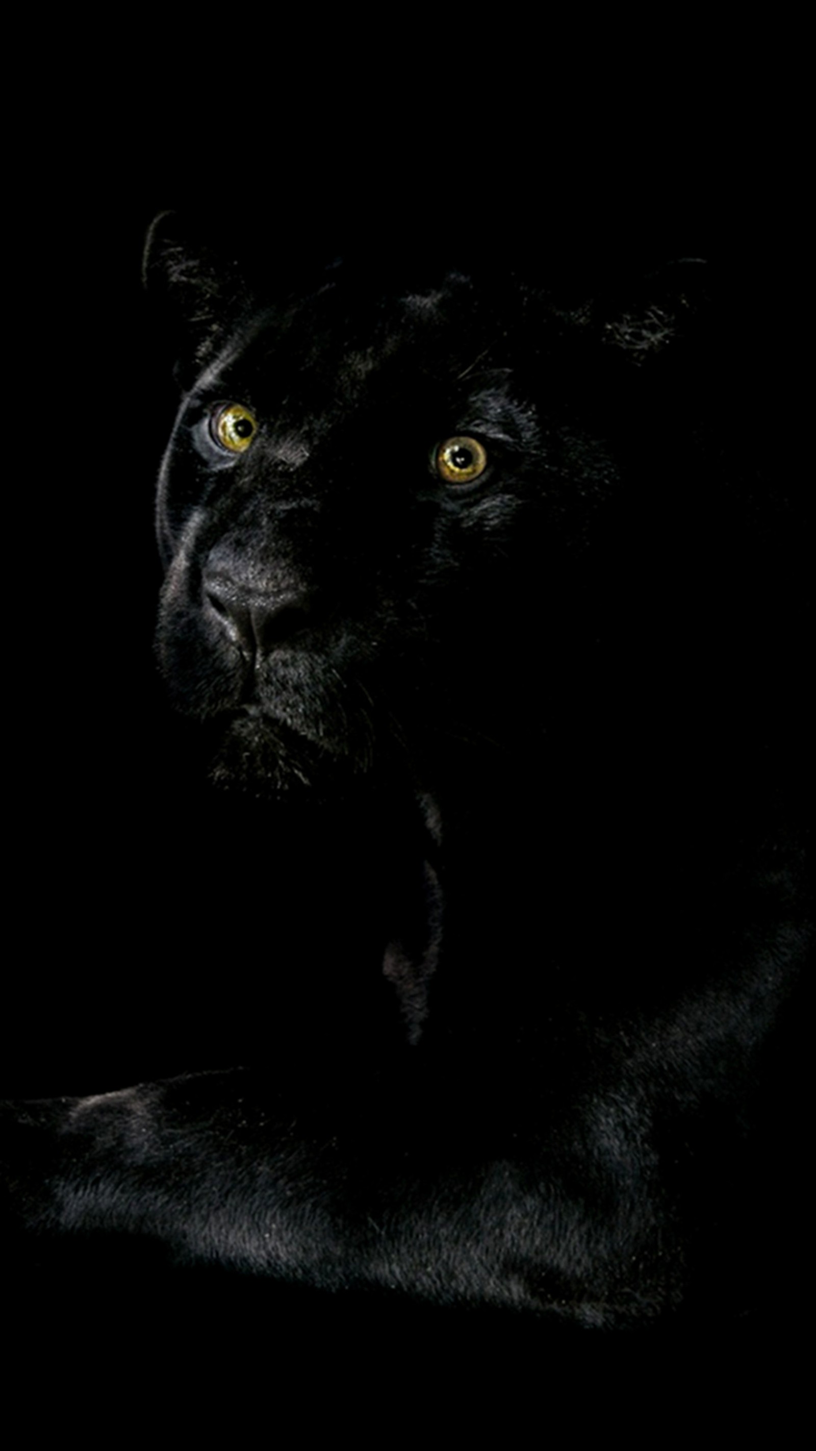 Arafed black panther in the dark with yellow eyes (black, panther)