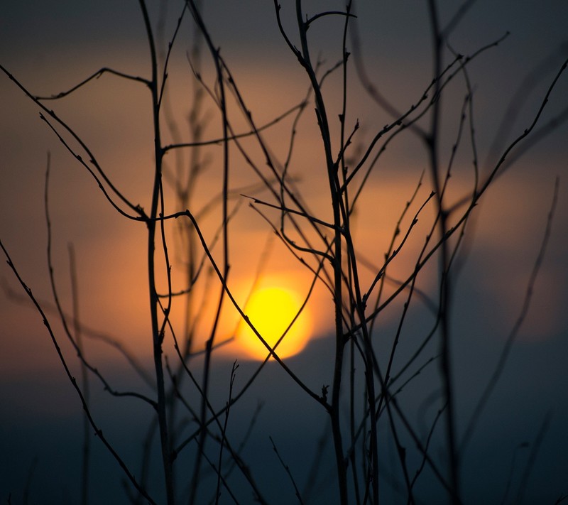 A close up of a tree with a sun in the background (landscape, nature)