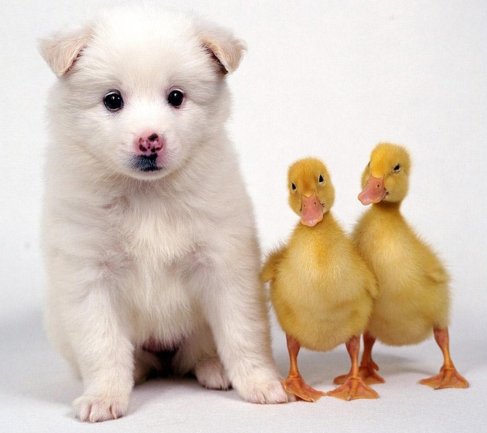 Deux petits canards jaunes se tiennent à côté d'un chiot blanc (2160x1920, papier peint)