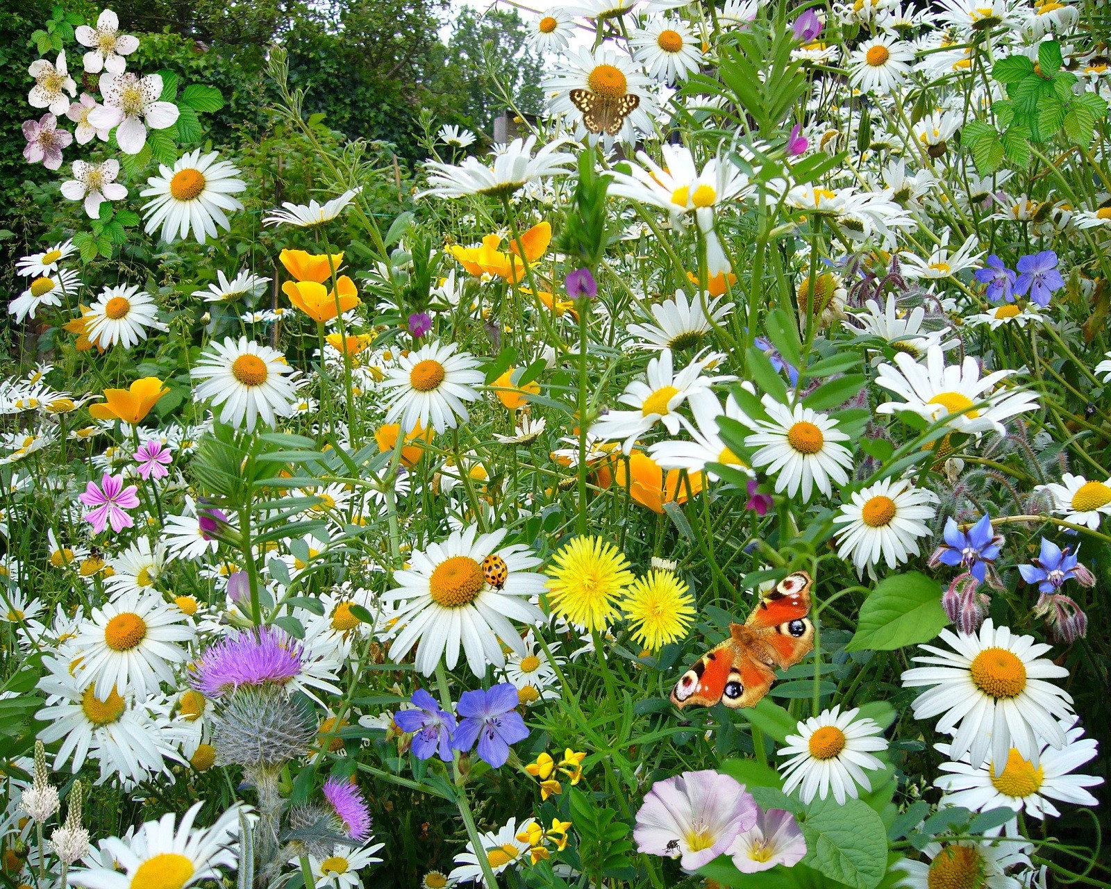 Descargar fondo de pantalla flores, salvaje