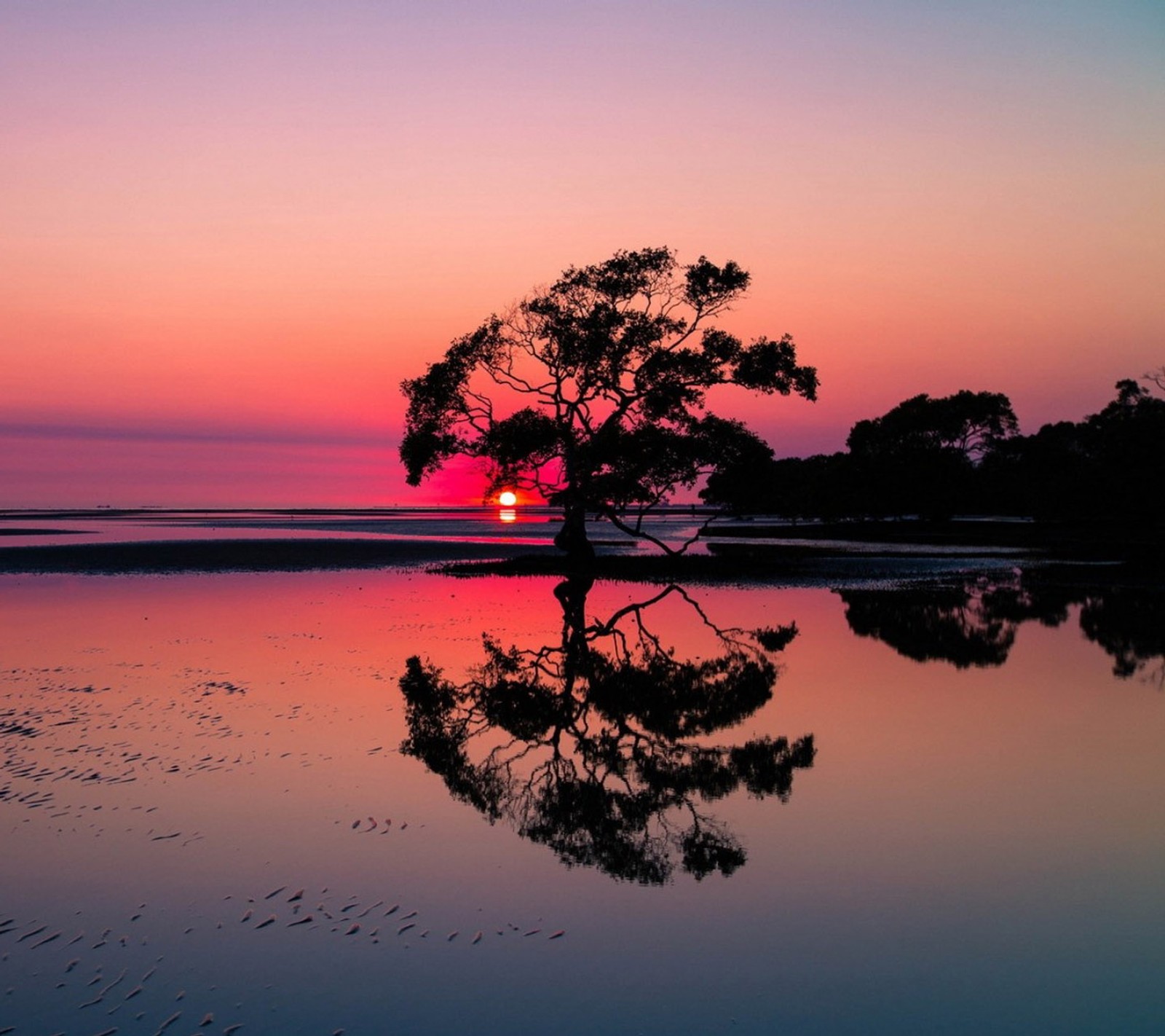 Arafed tree in the water with a sunset in the background (lake, sunset, tree)