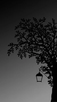 black, black and white, grey, tree wallpaper