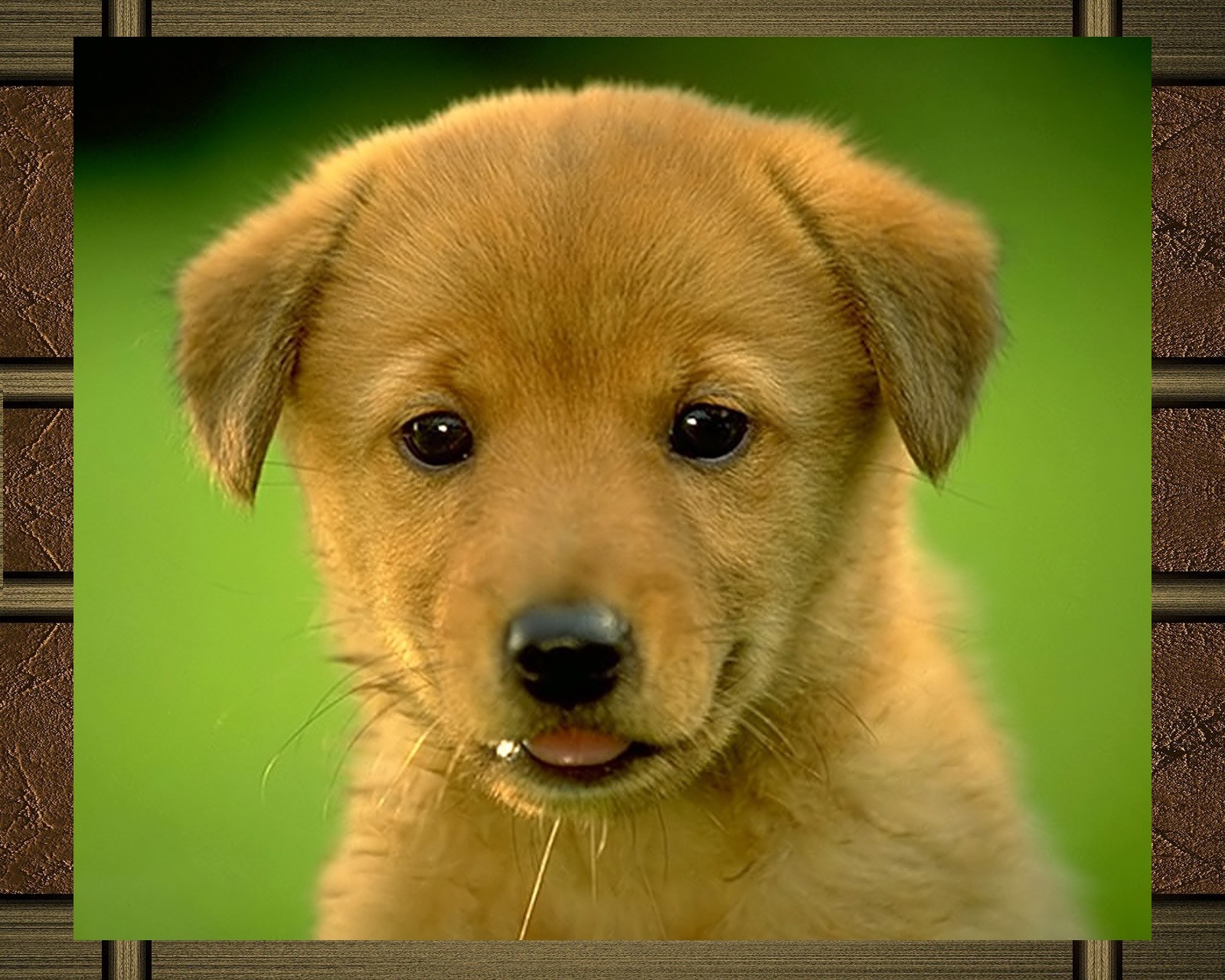 There is a brown puppy that is looking at the camera (dog, puppy)