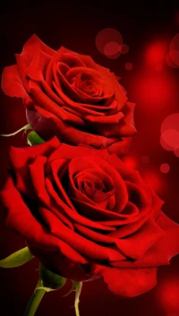 Roses rouges vibrantes sur un fond romantique