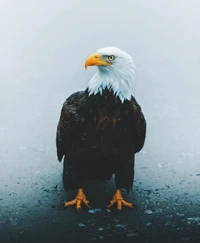 Águila majestuosa de pie orgullosamente en el abrazo de la naturaleza - Fondo de pantalla 4K