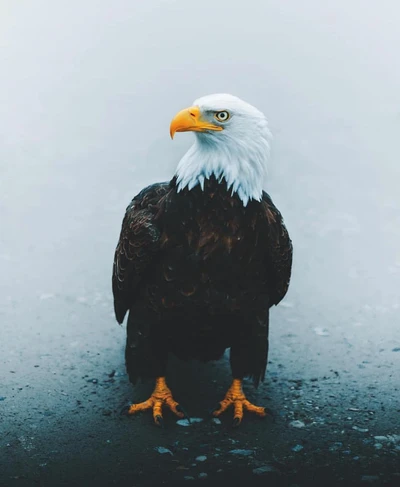 Aigle majestueux se tenant fièrement dans l'étreinte de la nature - Fond d'écran 4K