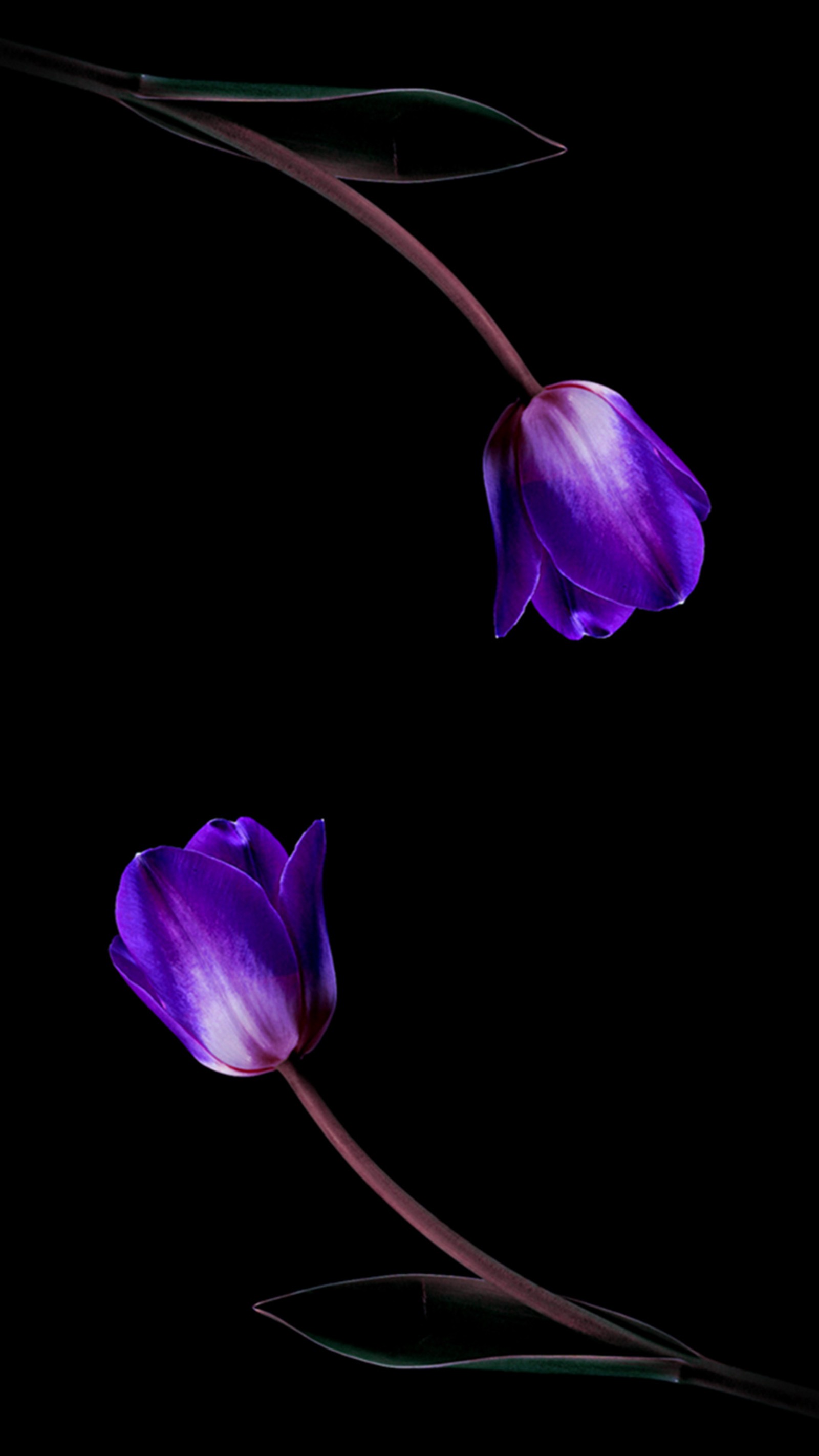 Flores roxas em um caule com um fundo preto (roxo, tulipas)