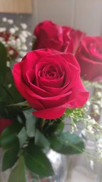 Elegant Red Roses in Bloom