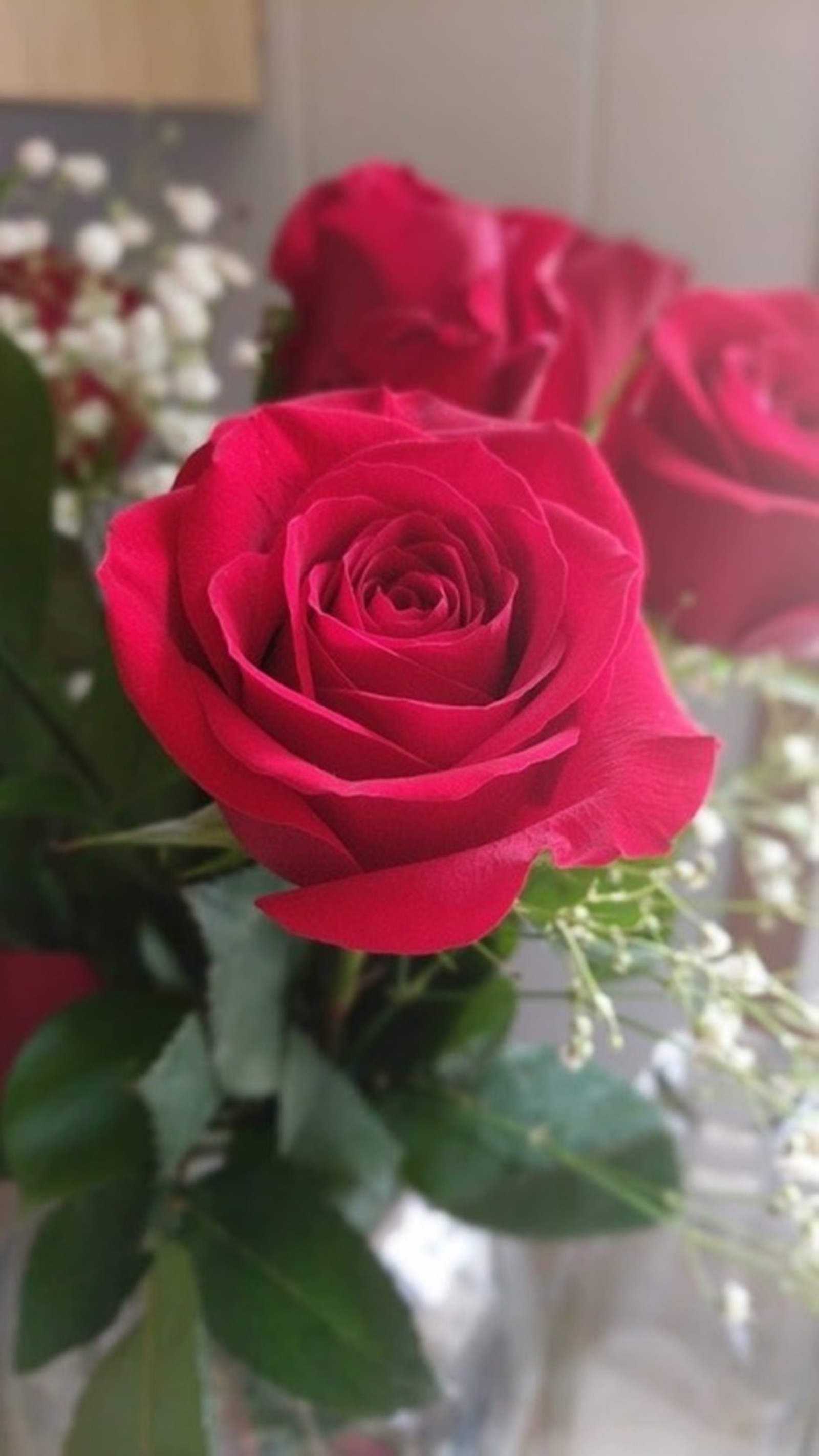 Hay tres rosas en un jarrón sobre una mesa (naturaleza, rosas rojas)