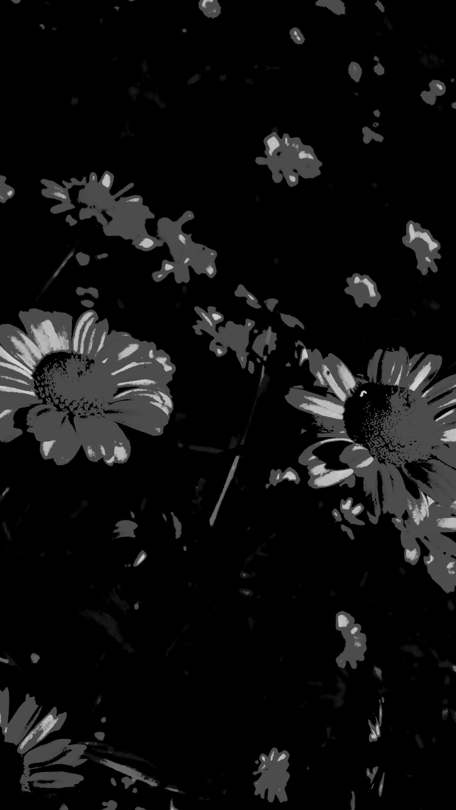 Flores em um campo com fundo preto e branco (preto, escuro, flores, vida, foto)