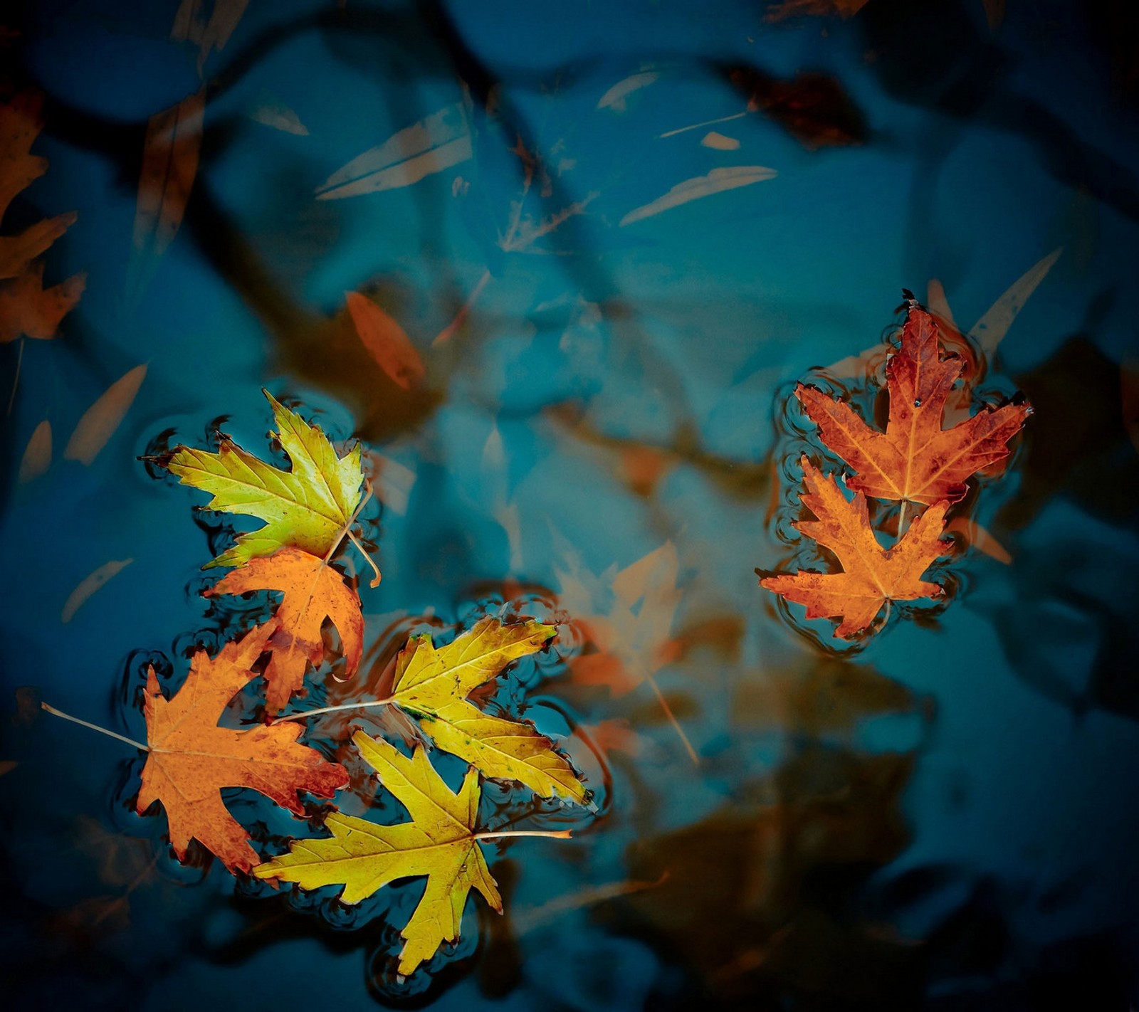 Des feuilles flottant dans un étang d'eau sous un ciel bleu (automne, sombre, mort, flotter, feuille)