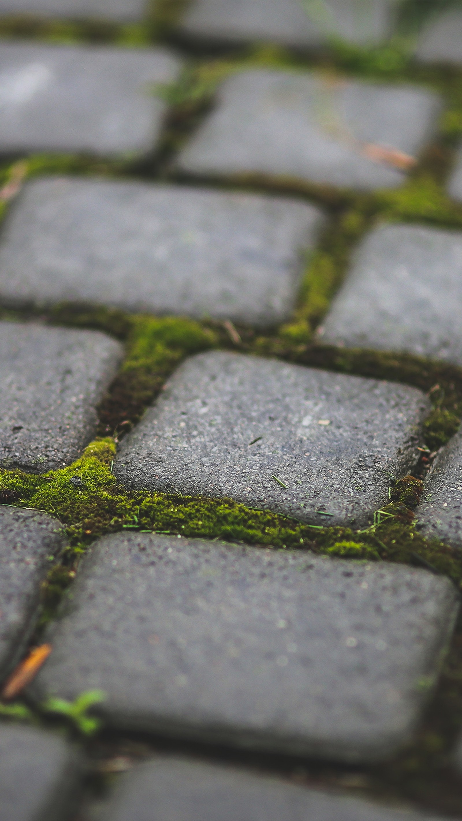 1080p, brick road, bricks, close up, moss wallpaper