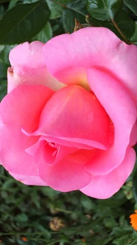 rosa pink, rosa