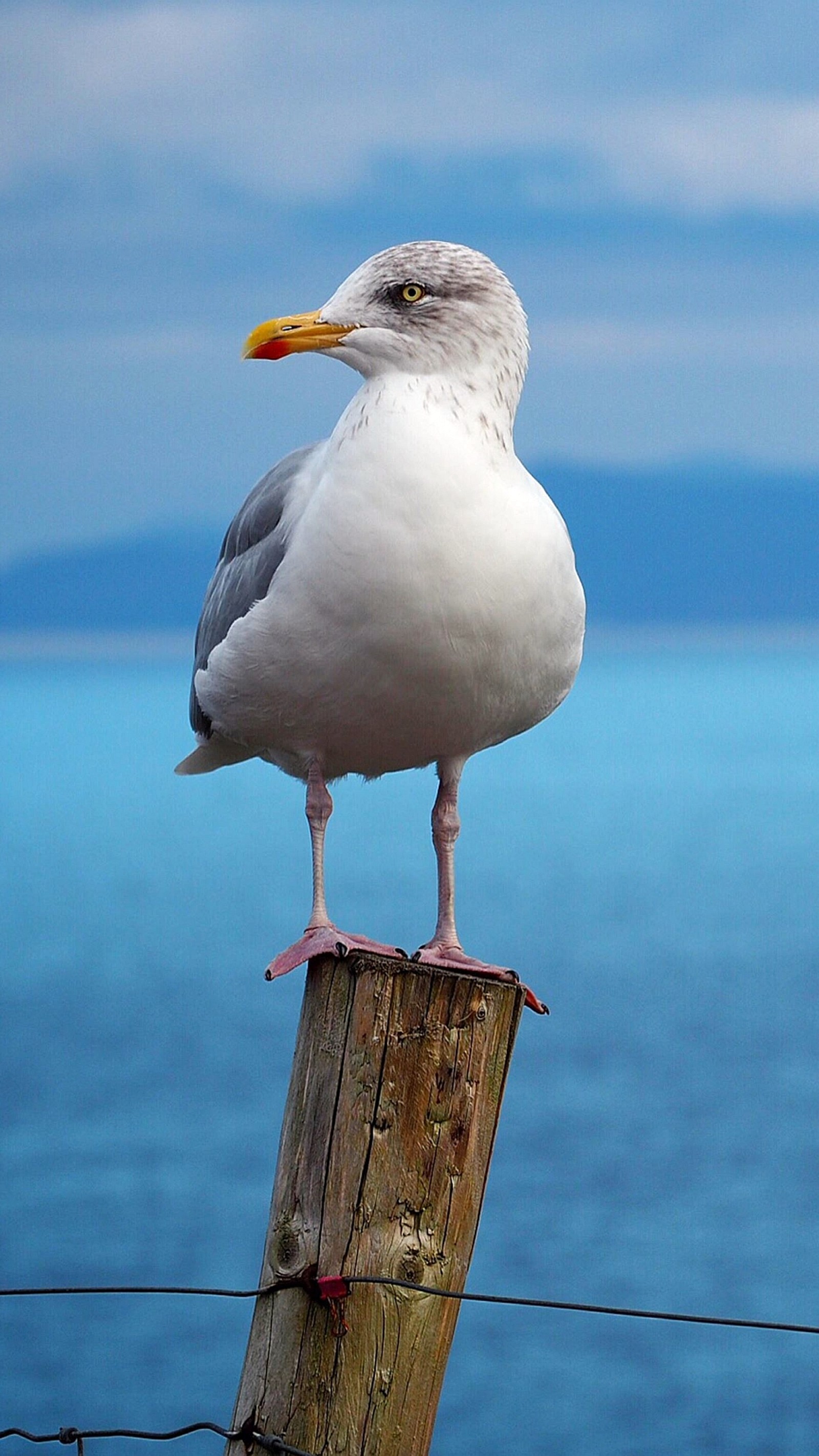 Descargar fondo de pantalla gaviota, mar