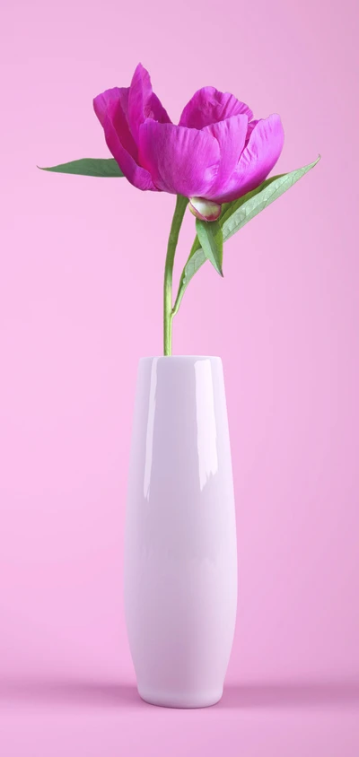 flower, jasmine, vase