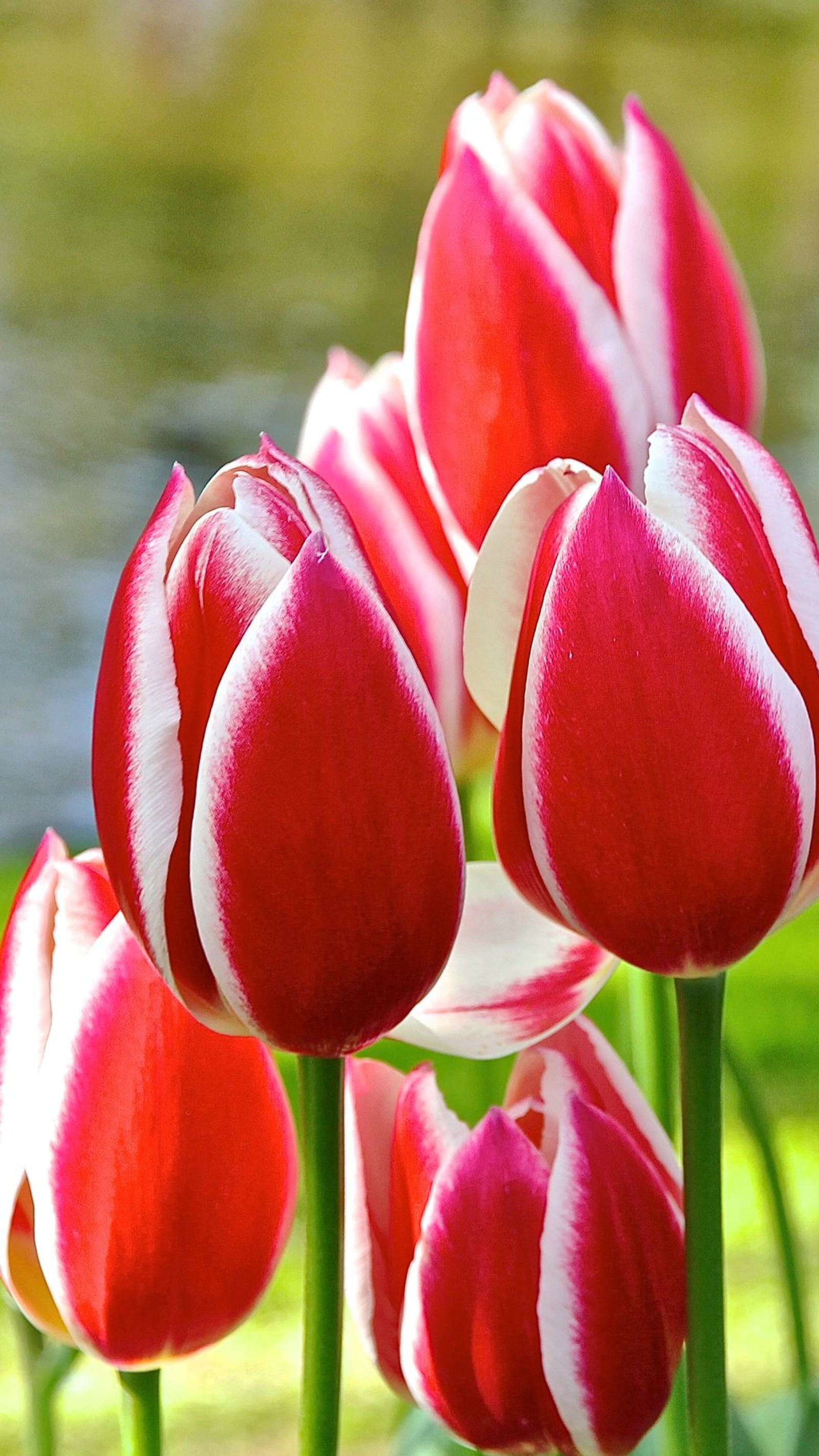 flowers, red, tulips Download Wallpaper