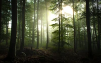 Misty Woodland Grove Bathed in Sunlight