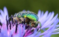 flor, invertebrado, inseto, artrópode, roxo