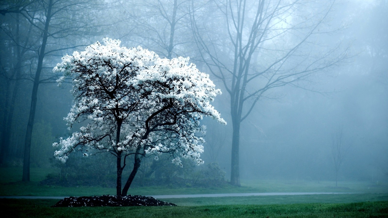 Ein baum in der mitte eines parks im nebel (blüte, baum, natur, morgen, weiß)