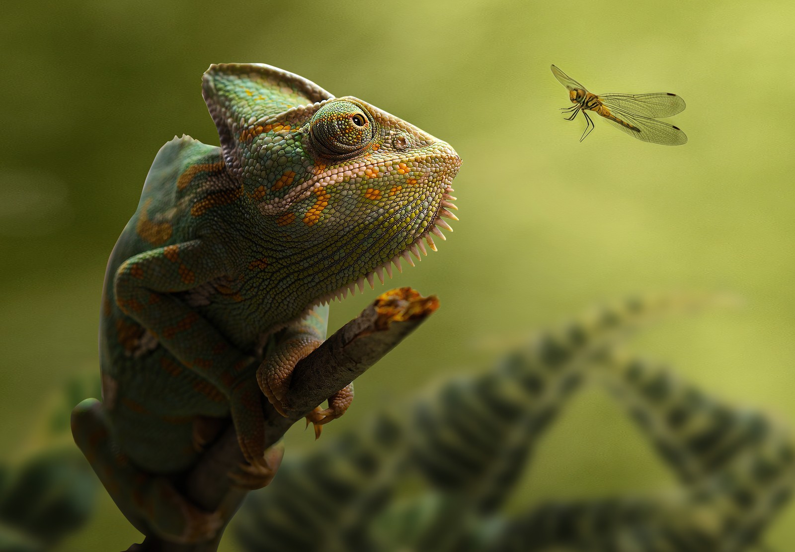 There is a chamelon sitting on a branch with a dragonfly flying by (chameleon, dragonfly, portrait, blurred, green background)