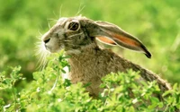 european rabbit, terrestrial animal, animal, ear, rabits and hares