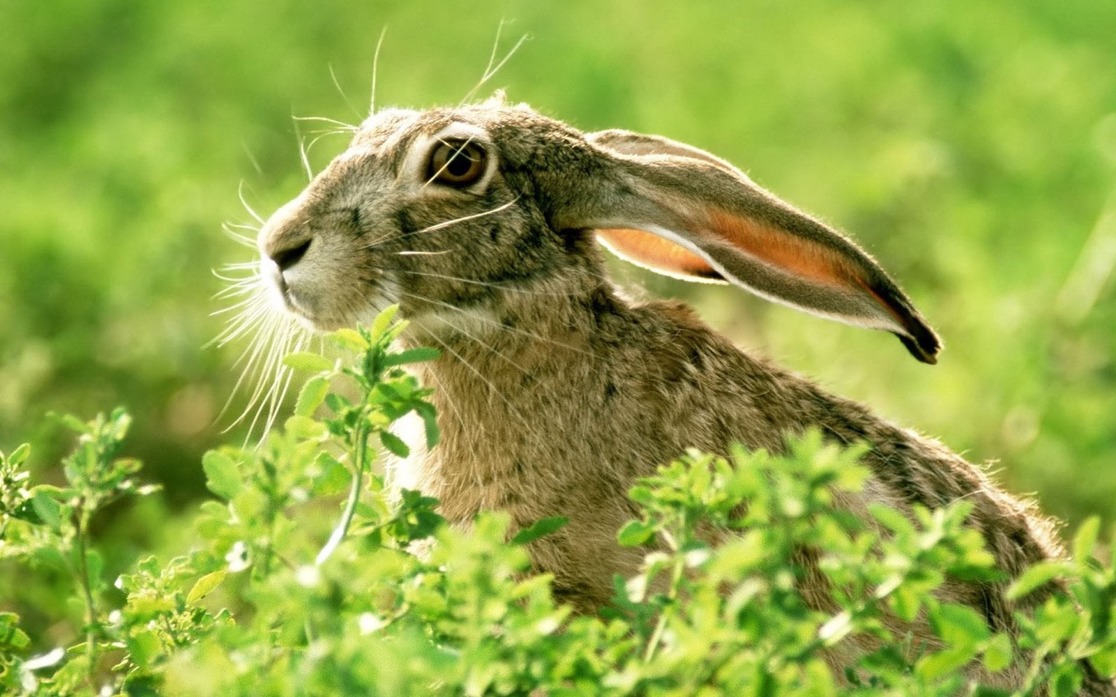 european rabbit, terrestrial animal, animal, ear, rabits and hares wallpaper