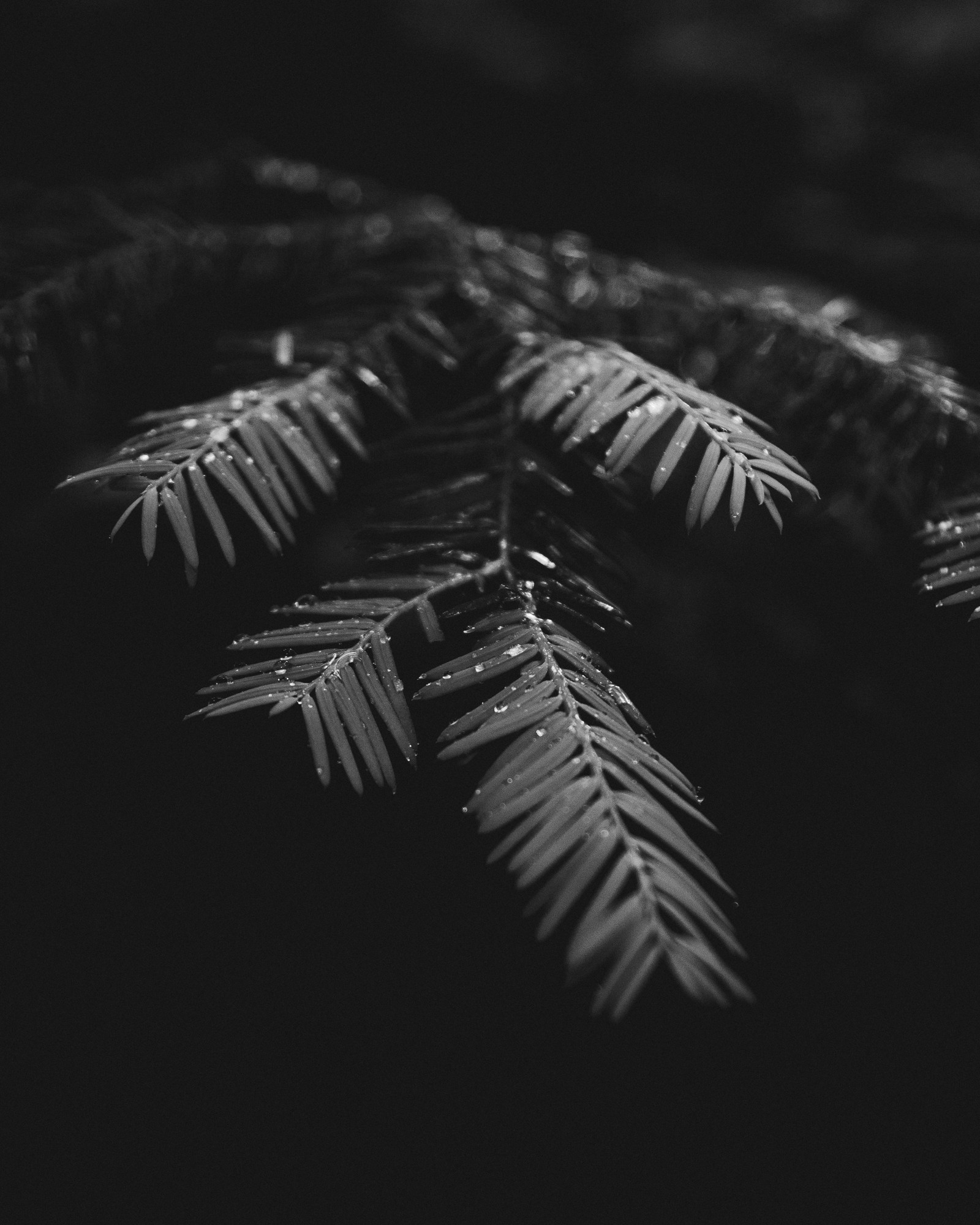 A black and white photo of a fern leaf with water droplets (black and white, black, monochrome, tree, leaf)