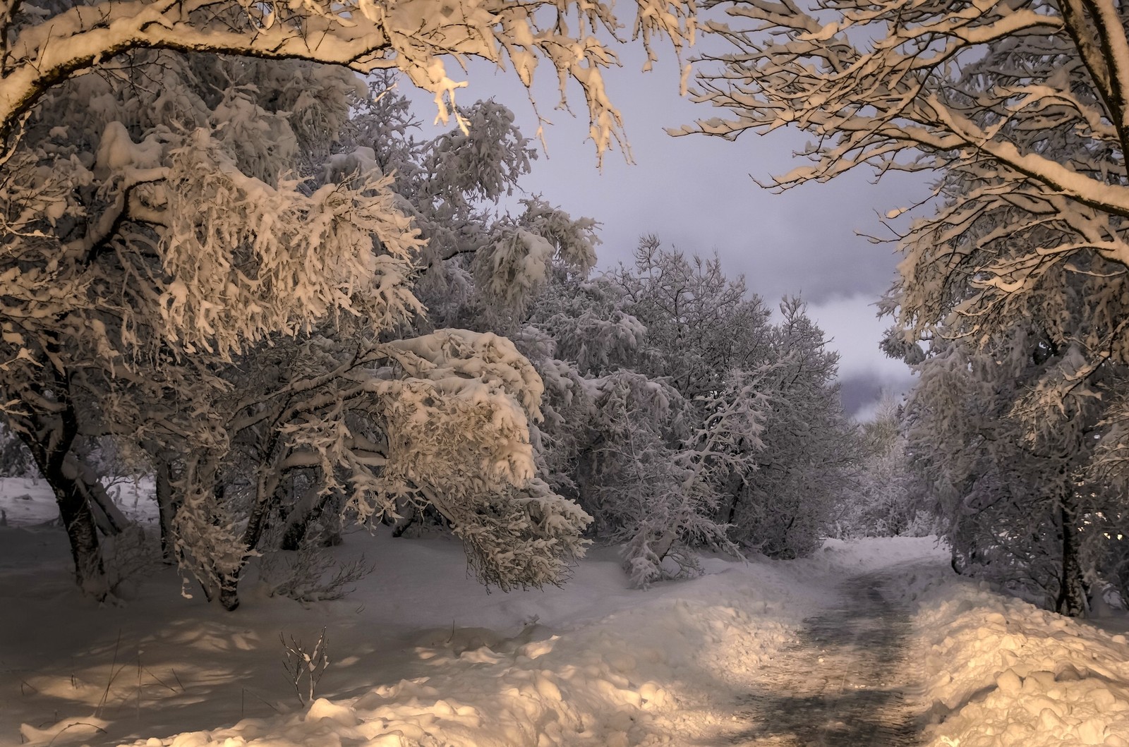 Baixar papel de parede neve, inverno, floresta, árvore, congelamento