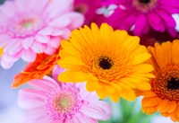 Vibrant close-up of colorful gerbera daisies in shades of yellow, pink, and orange, showcasing a lively floral arrangement.