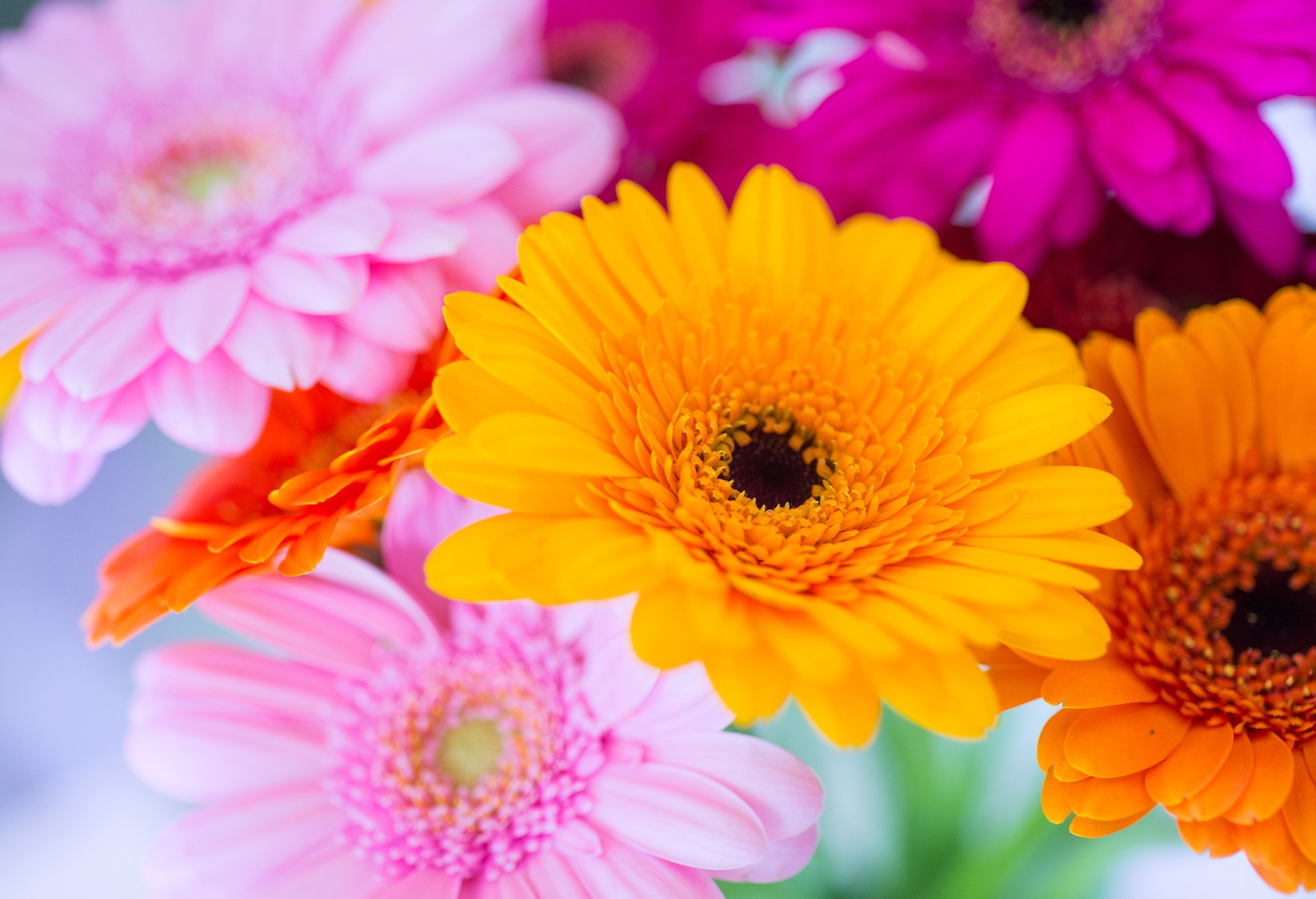 Flores coloridas em um vaso sobre uma mesa (gerbera, flor amarela, rosa, laranja, close up)