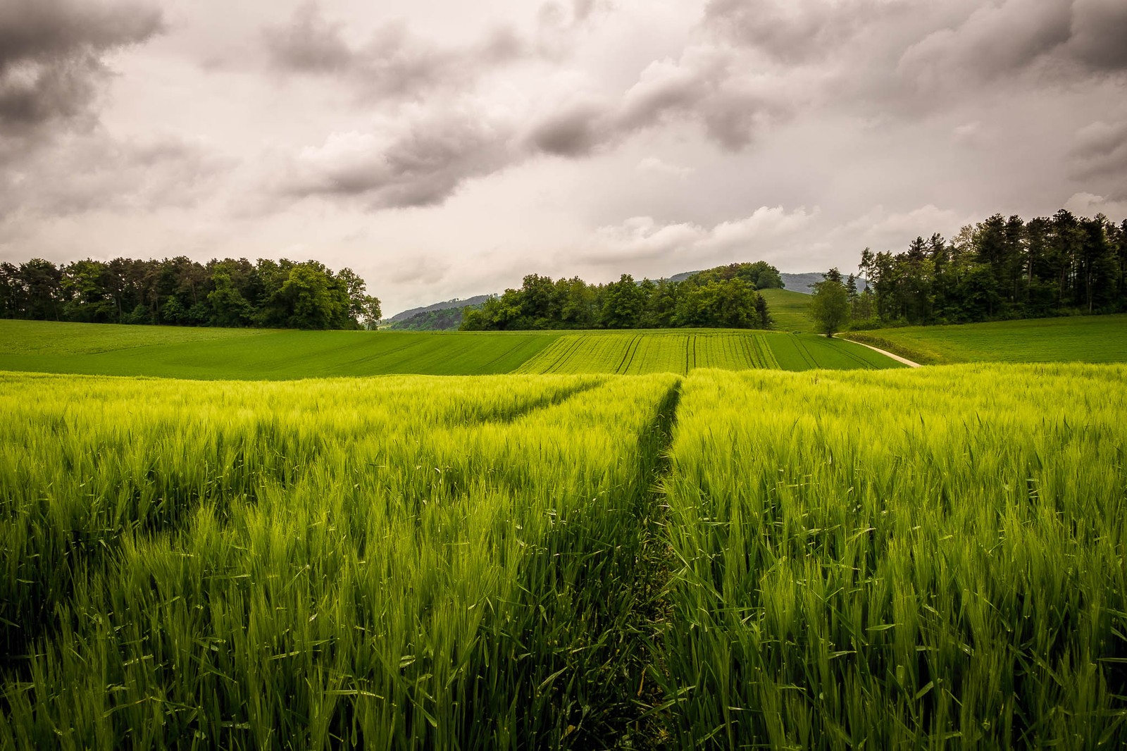 Un campo árabe de hierba verde con un camino no meio. (campo, campo de arroz, verde, agricultura, pradera)