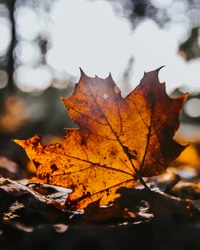 Hoja de arce brillante en la luz de otoño