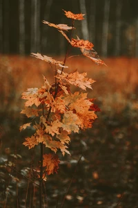 Herbst-Ahornblätter an einem Zweig in einem nordischen Laubwald