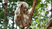 Koala grimpant à un arbre dans son habitat naturel